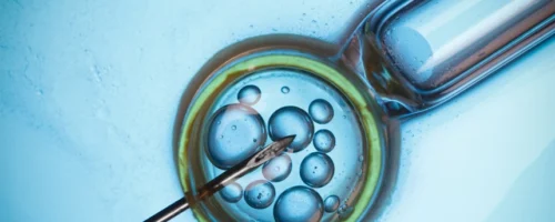Embryo under microscope