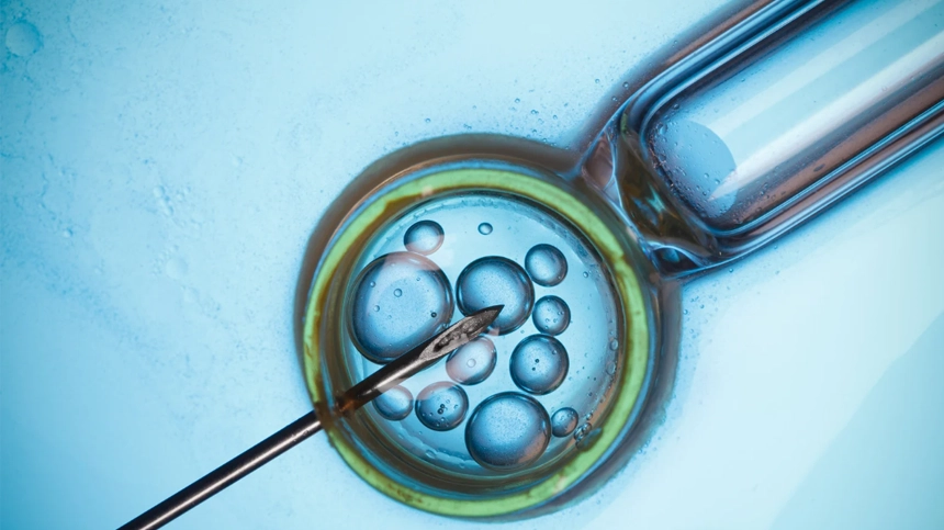 Embryo under microscope